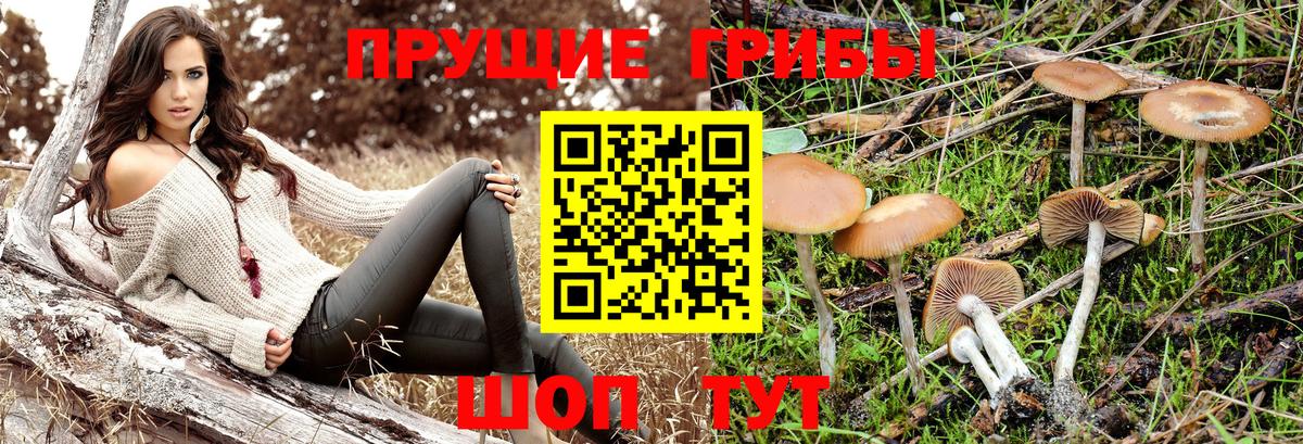 Качканар  Галлюциногенные грибы ЛСД  где купить наркоту  Вход с VPN  Псилоцибиновые грибы мицелий 