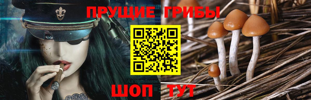 Галлюциногенные грибы Psilocybe Качканар